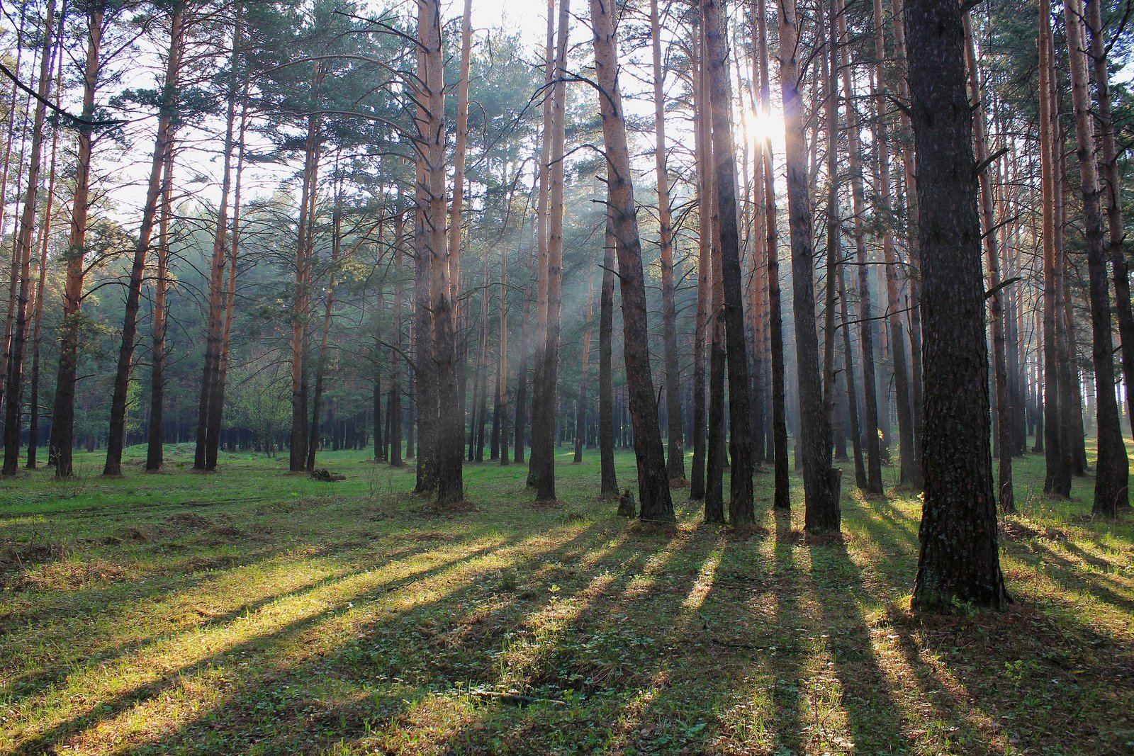 Озеро еловое сосновая горка. Сосновый бор бузулук. Сосновый бор еловое. Сосновый бор еловое. Сосновый бор еловое.
